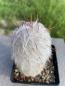 Preview: Oreocereus trollii